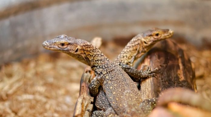 Dragão de Komodo fêmea tem três bebês sem participação de nenhum macho