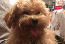 O dono do cão descobre que o filhote tem o sorriso mais adorável depois de levá-la para tosar