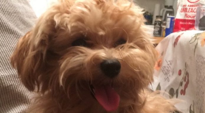 O dono do cão descobre que o filhote tem o sorriso mais adorável depois de levá-la para tosar