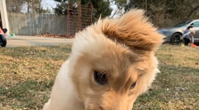 Filhote de cachorro "Golden Unicorn'' tem uma orelha no meio da cabeça