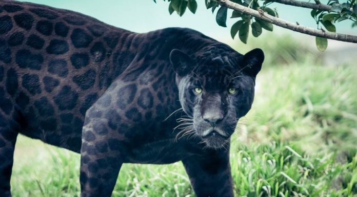 As panteras negras são uma espécie realmente isolada do mundo?