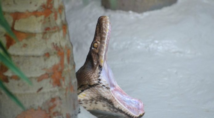As serpentes deslocam as suas mandíbulas para presas superdimensionadas?
