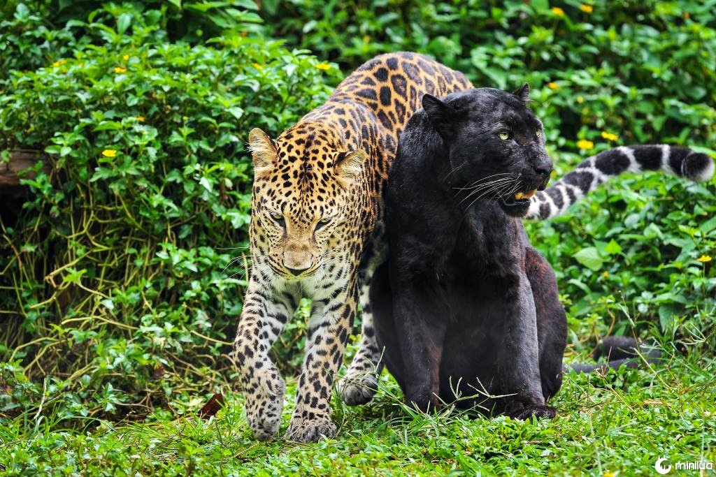 Melanistic Black Panther and Leopard
