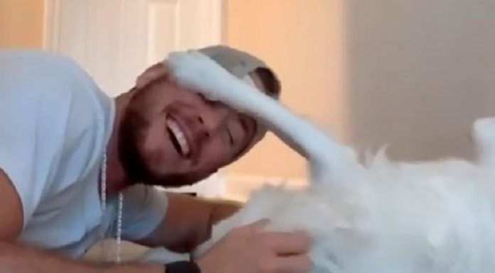 Conheça maneira adorável de acordar um cachorro que é cego e surdo que este dono criou