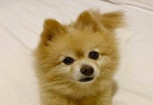Mulher tenta cuidar da tosa de seu cão e o resultado disso o deixa irreconhecível