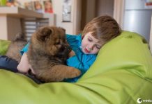 Seus filhos podem ganhar dinheiro apenas abraçando seus cães
