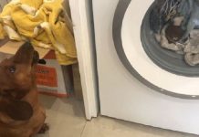Cão de salsicha assiste aos prantos seu brinquedo favorito na máquina de lavar
