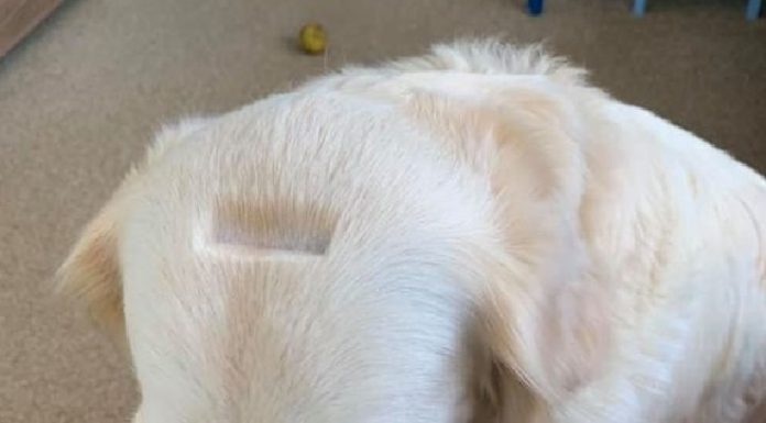 Golden Retriever fica parecendo um cofre de moedas após acidente com a tosquiadeira