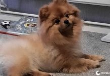 Resultado hilário de uma tosa caseira em seu cãozinho se torna viral