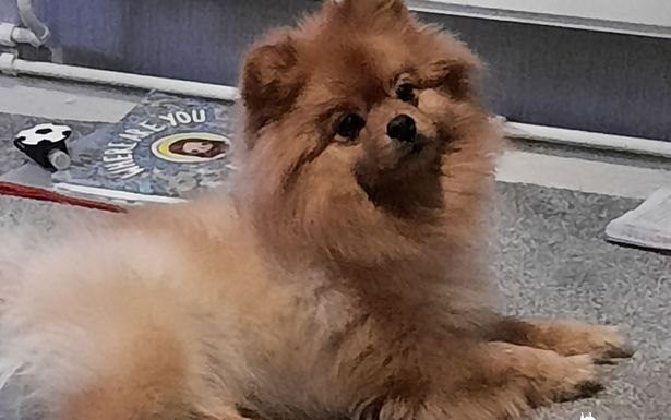 Resultado hilário de uma tosa caseira em seu cãozinho se torna viral