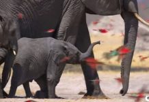 Meghan Markle é perfeita e alegre no documentário do Elephant, dizem os telespectadores
