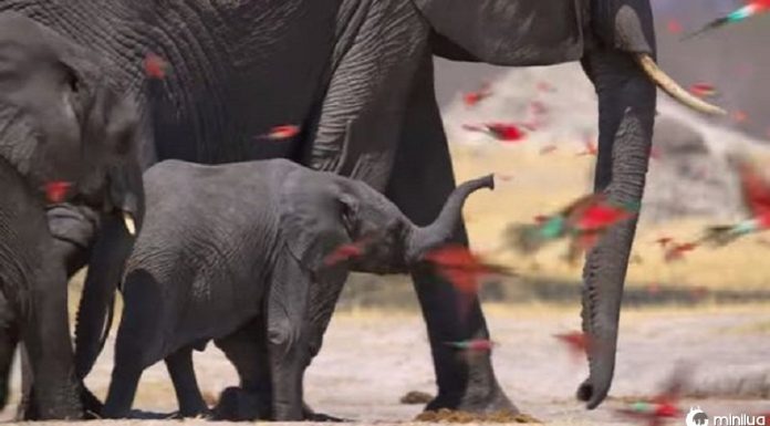 Meghan Markle é perfeita e alegre no documentário do Elephant, dizem os telespectadores
