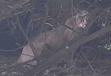Fotografia de grande puma selvagem no campo britânico divide opiniões