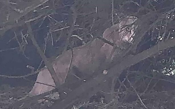 Fotografia de grande puma selvagem no campo britânico divide opiniões