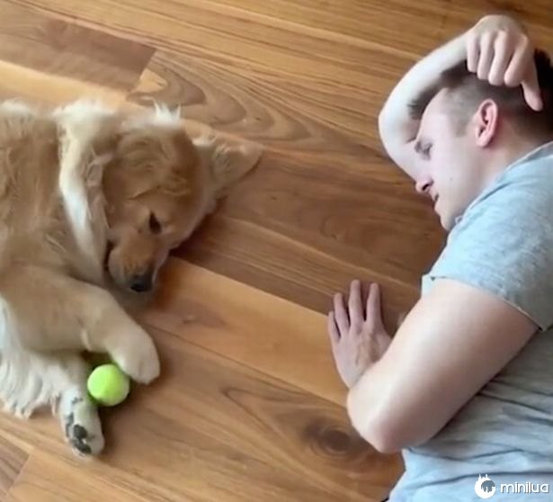 This golden retriever dog plays the laziest game of fetch in history