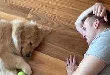 Adorável golden retriever joga o jogo mais preguiçoso de todos os tempos em vídeo viral