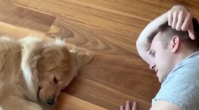 Adorável golden retriever joga o jogo mais preguiçoso de todos os tempos em vídeo viral