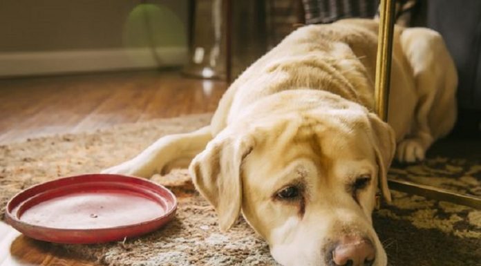 Cães em risco de grande ansiedade após separação ao fim da quarentena, alerta especialista