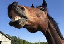 N.C. Farm aluga burros, galinhas e patos para aparecer em videochamadas