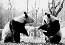 A influência dos Pandas na China