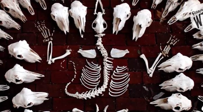 Os insetos que ajudaram a construir um museu de ossos