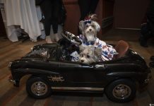 O divertido casamento real de filhotes de cachorro realizado em Nova York