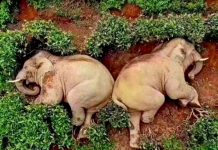 Elefantes na China ficaram bêbados e desmaiaram em um jardim