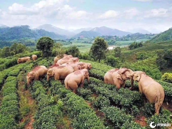 elefantes na china bêbados