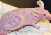 Por que cientistas colocaram uma orelha em um rato?