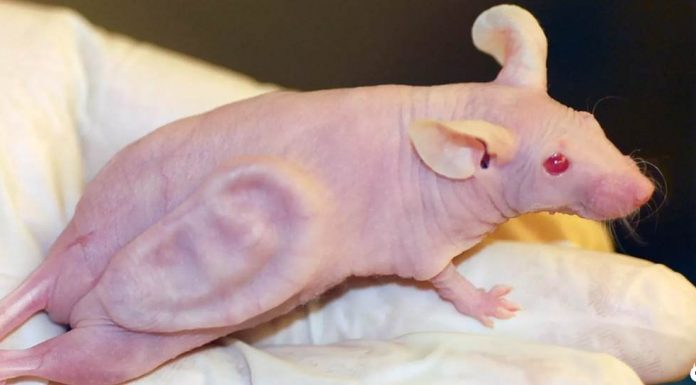 Por que cientistas colocaram uma orelha em um rato?