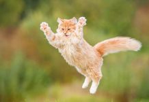 O mistério do século antigo de gatos com asas
