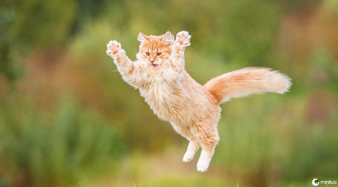 jumping cat