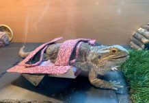 Lagarto paralisado tem nova vida com cadeira de rodas personalizada