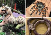 Veja a publicação das chamadas mais estranhas para a sociedade protetora dos animais