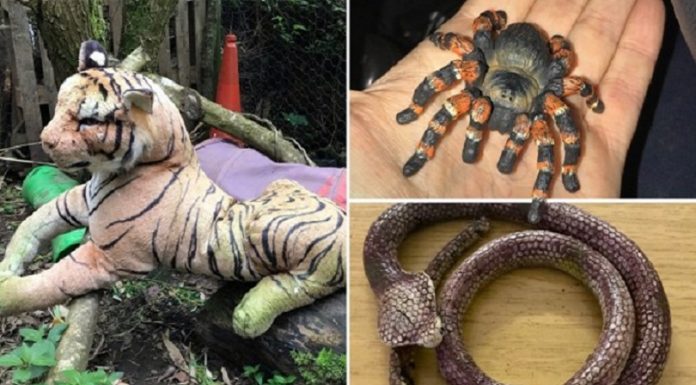 Veja a publicação das chamadas mais estranhas para a sociedade protetora dos animais