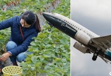 180 trabalhadores agrícolas estão voando da Romênia pra trabalhar no reino unido