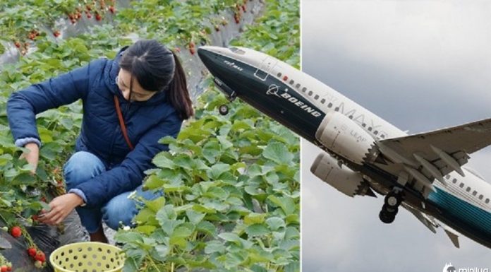 180 trabalhadores agrícolas estão voando da Romênia pra trabalhar no reino unido
