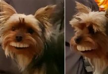 Momento hilariante cão encontra dentes falsos e os usa em casa