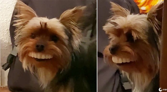 Momento hilariante cão encontra dentes falsos e os usa em casa