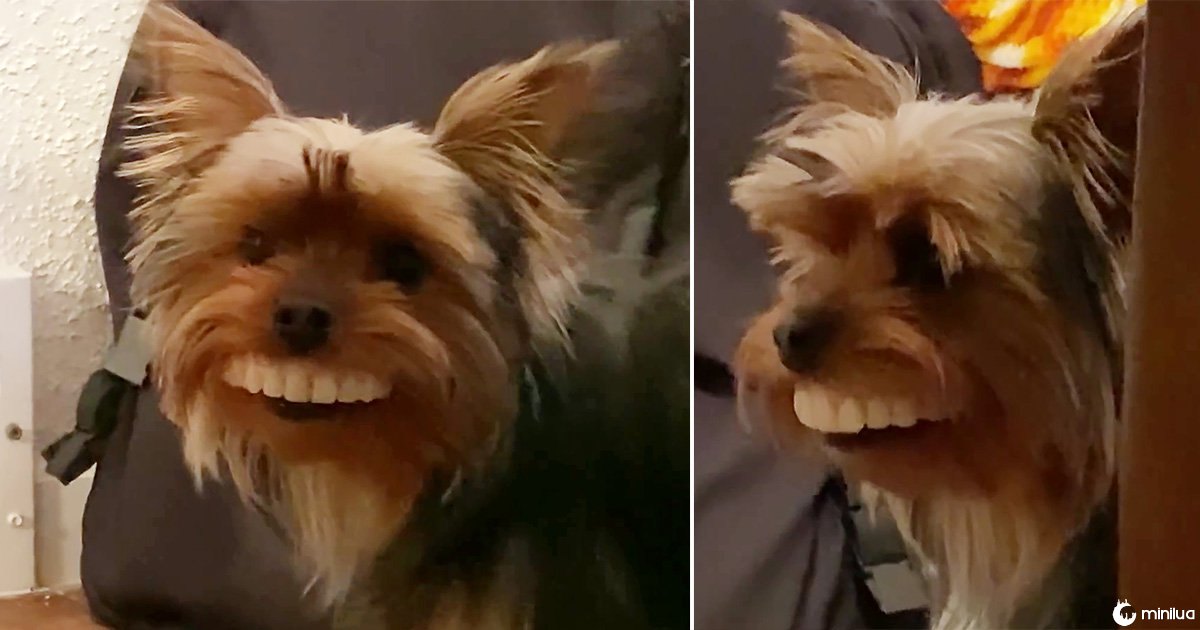 Dog with fake teeth