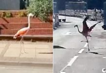 O flamingo escapou pela rua em Dudley e surpreendeu os transeuntes