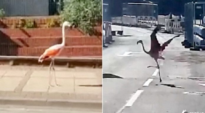 O flamingo escapou pela rua em Dudley e surpreendeu os transeuntes