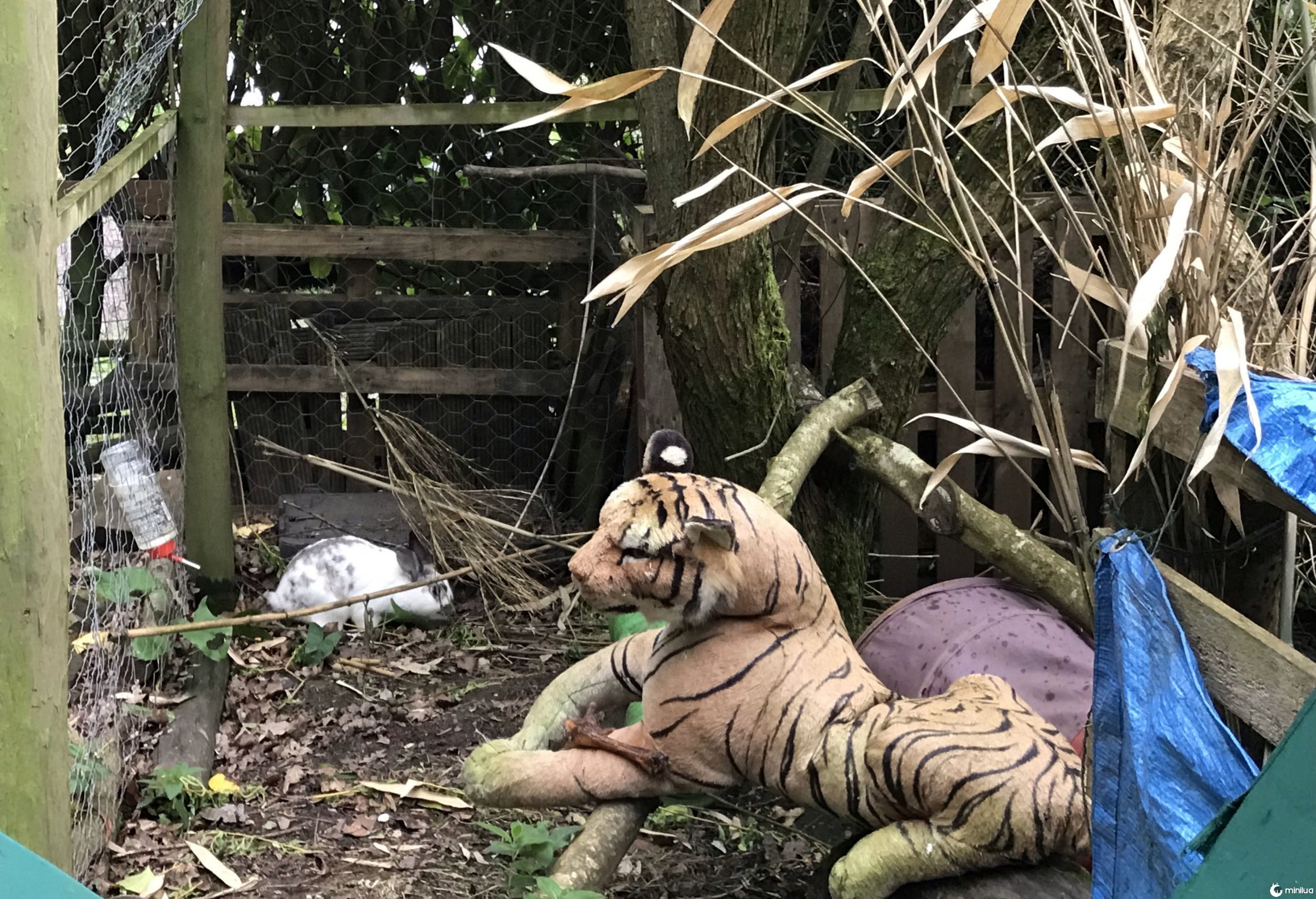 Undated handout photo issued by the RSPCA of a tiger soft toy, one of the funnier calls the RSPCA had in 2019. PA Photo. Issue date: Sunday January 19, 2020. RSPCA inspector Marije Zwager couldn?t believe it when she received a call on 10 May reporting a tiger being kept in a cramped cage in a garden near Exeter, Devon. Inspector Zwager said: ?The person who called us was concerned as they claimed they?d seen a tiger in a cage in a garden. They were persistent this is what they?d seen and I wasn?t quite sure what to expect but soon realised that it wasn?t a tiger at all, it was just a soft toy. The owner could really see the fun side too, He?s called Tiddles the Tiger and shares his home with two male neutered rabbits called Horace and Boris, who have a fantastic home filled with all kinds of enrichment and entertainment to keep them happy and healthy. From a distance it was difficult to see what was in the cage so I don?t blame the caller for getting in touch, it?s good to know that there are people out there who are looking out for animals. We really appreciate all the calls we get telling us about animals in distress. Members of the public are certainly our eyes and our ears.?. Photo credit should read: RSPCA/PA Wire NOTE TO EDITORS: This handout photo may only be used in for editorial reporting purposes for the contemporaneous illustration of events, things or the people in the image or facts mentioned in the caption. Reuse of the picture may require further permission from the copyright holder.