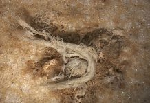 O pedaço de barbante mais antigo do mundo é encontrado na habitação de neandertal