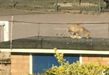 Gato selvagem do tamanho de um Labrador foi clicado rondando as ruas de Cambridge