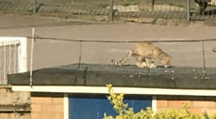 Gato selvagem do tamanho de um Labrador foi clicado rondando as ruas de Cambridge