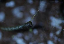 Conheça uma larva australiana de brilho impressionante