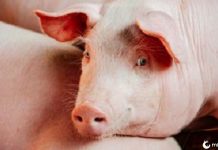 Cocô de porco inicia incêndio em fazenda do norte da Inglaterra