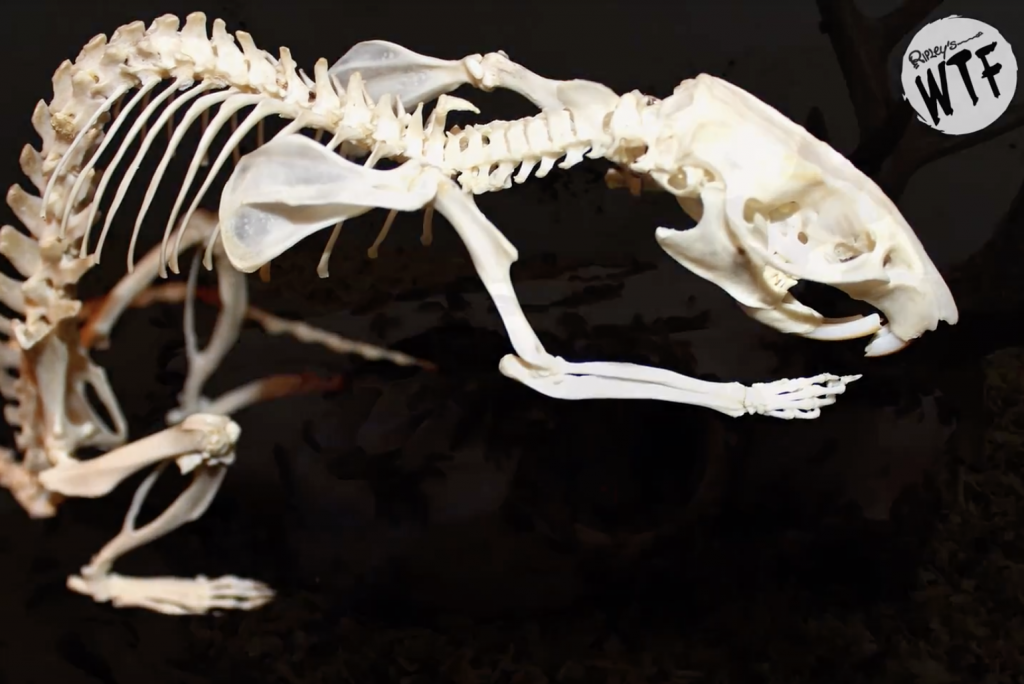 flesh eating beetle cleaned skelton