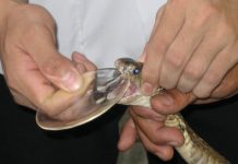Como um homem sobreviveu a 20 mordidas venenosas de cobras